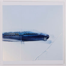 Win McCarthy for Graham Lambkin’s Amateur Doubles Edition 1/5